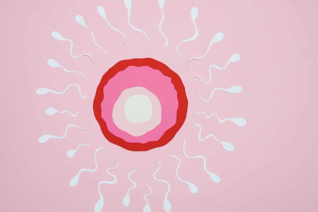 Les causes de l’anovulation : pourquoi je n’ovule pas ?