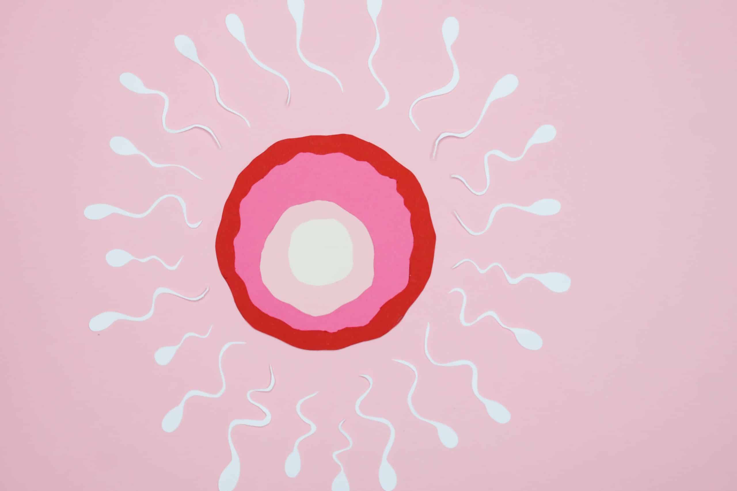 Les causes de l’anovulation : pourquoi je n’ovule pas ?